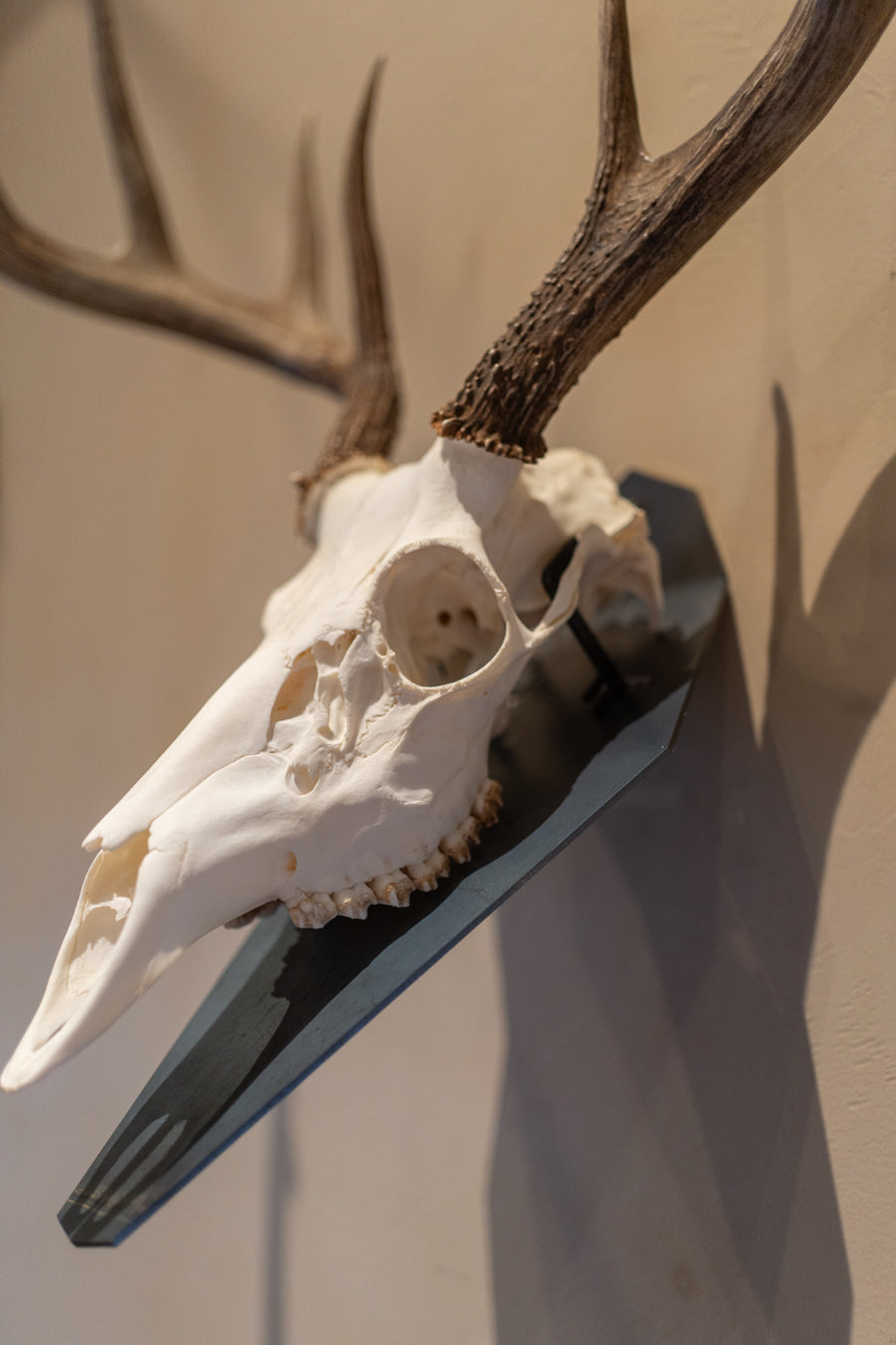 Standard Euro Mount - Wall