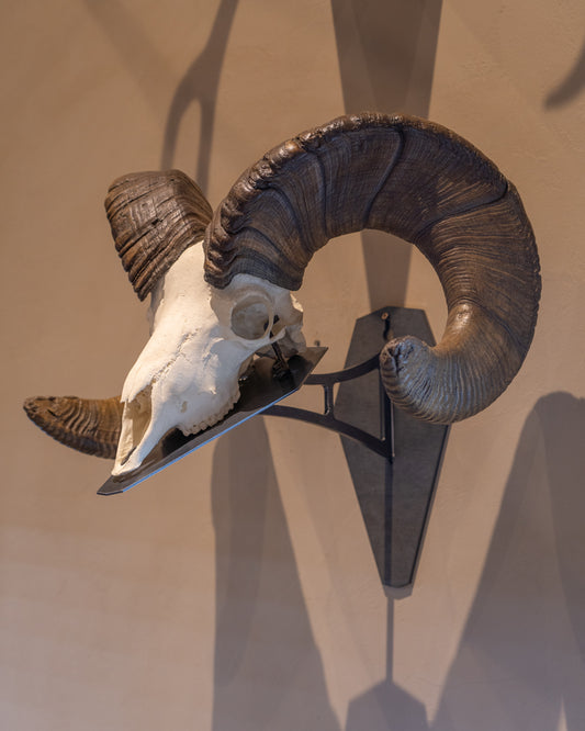 Premium Euro Mount Display - Wall