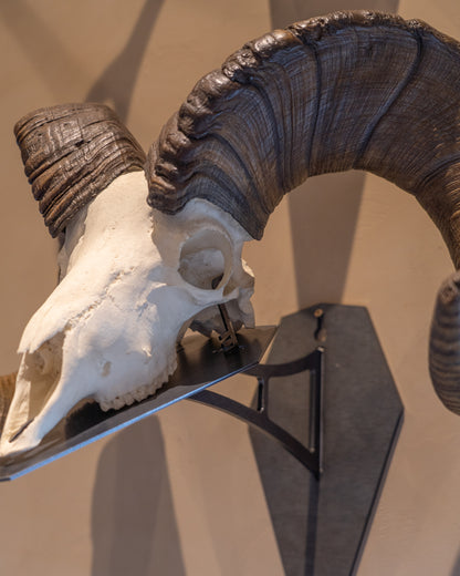 Premium Euro Mount Display - Wall